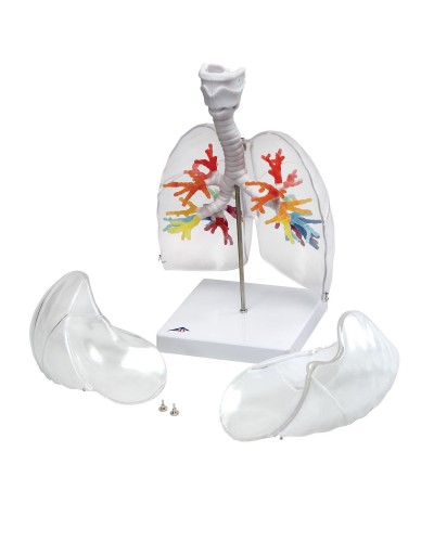 CT Bronchial Tree with Larynx and Transparent Lungs